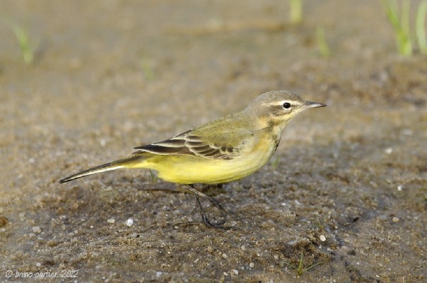 Yellow Wagtail of 'flava' ssp