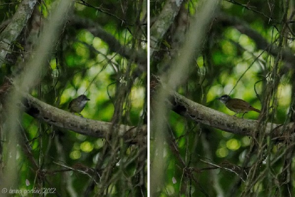 Brown Illadopsis photographed under the dense canopy of Pahou Forest