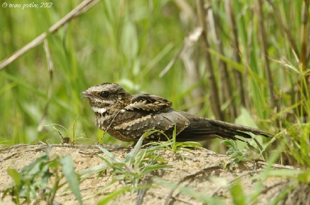 Long-tailed Nightjar in the daylight