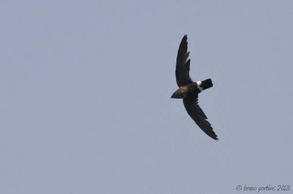 Mottled Spinetail - fast gliding