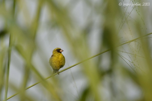 Male Black-faced Canary in the tall grasses
