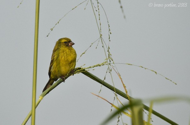 Female Black-faced Canary in the tall grasses