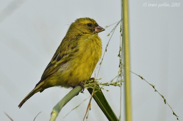 Female Black-faced Canary in the tall grasses
