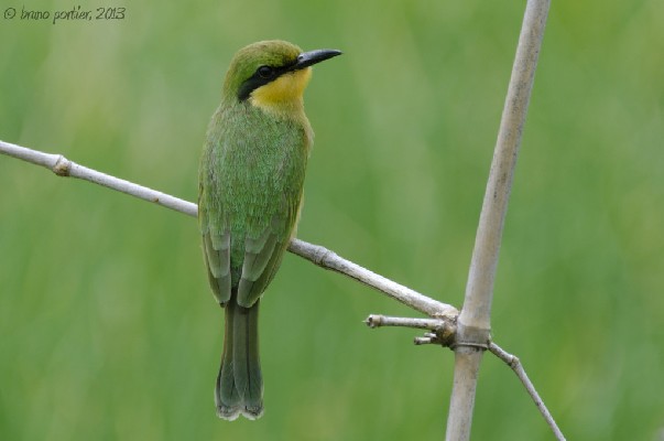 Young Little Bee-eater ssp 'meridionalis'