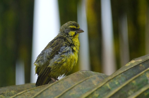 Yellow-fronted Canary after bathing