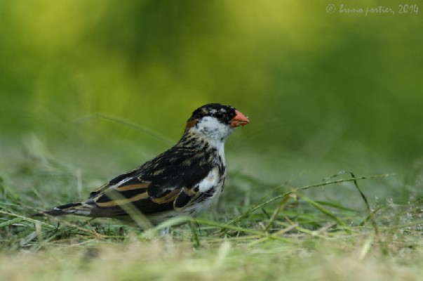 Pin-tailed Whydah - male moulting