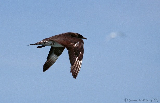 Arctic Skua
