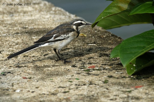 African Pied Wagtail - Immature moulting to adult