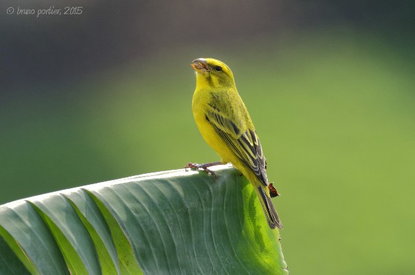 Brimstone Canary singing