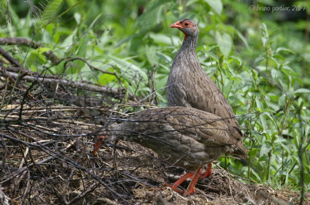 Red-necked Spurfowls