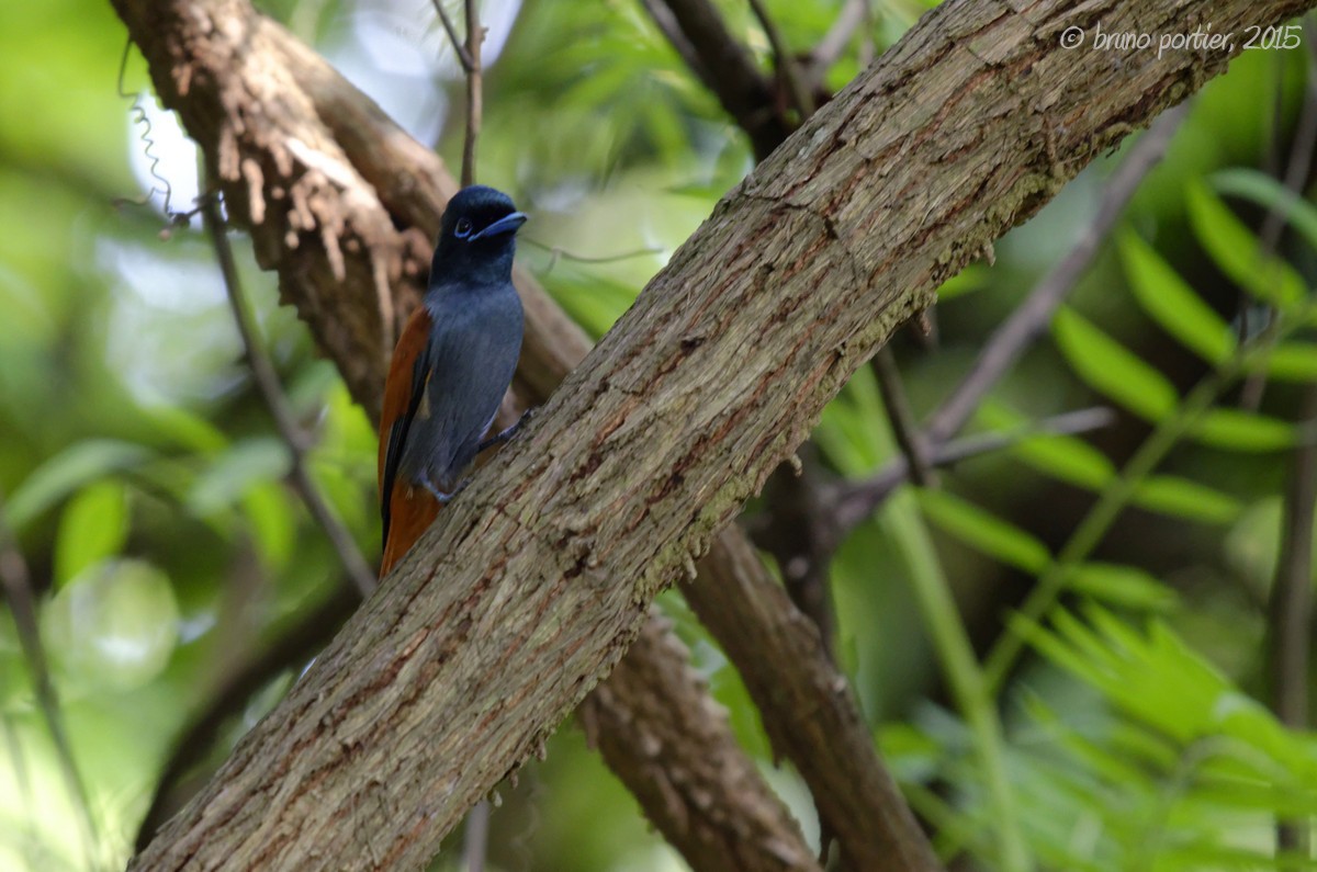 Rufous-vented Paradise-Flycatcher