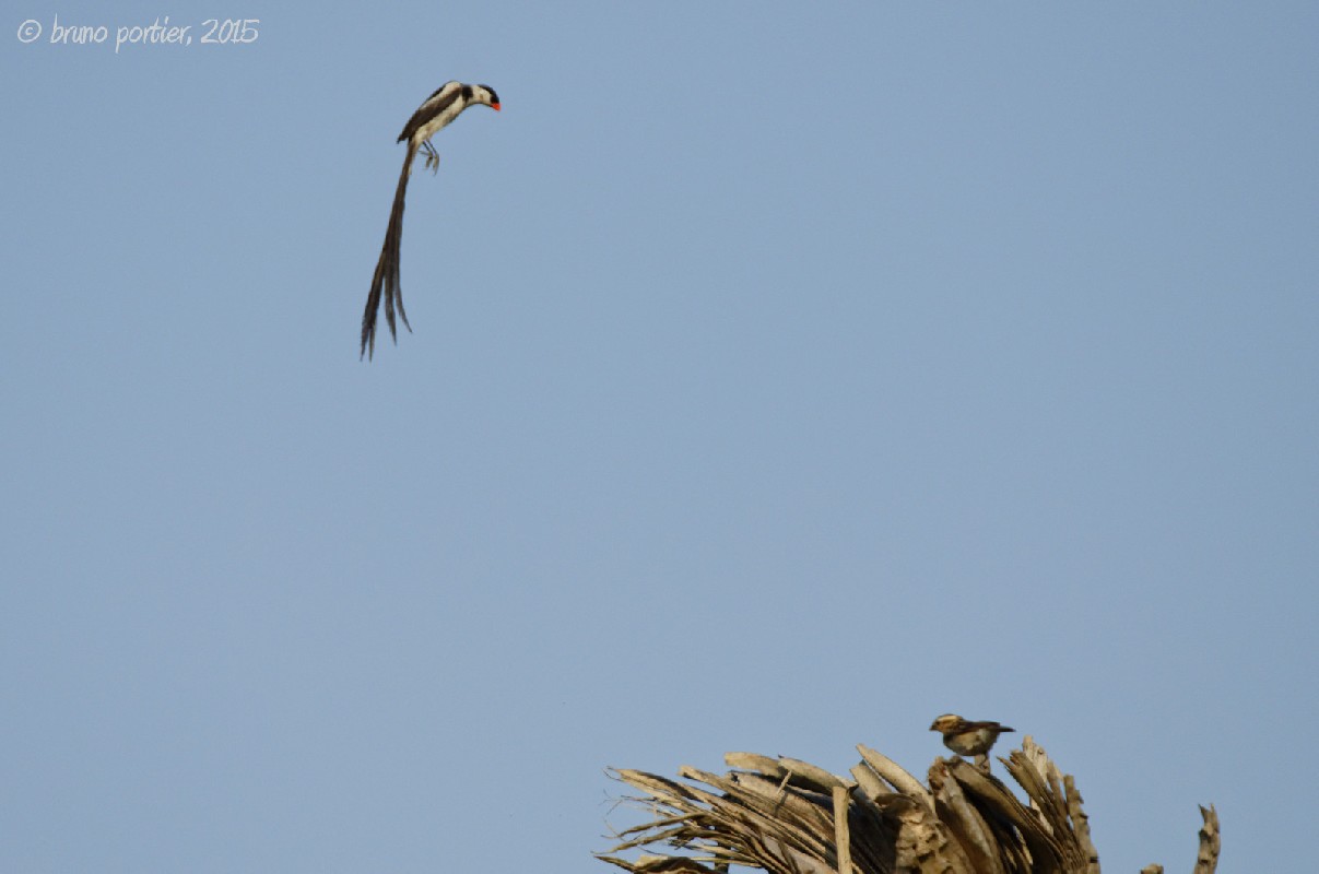 Pin-tailed Whydah - Display flight of male