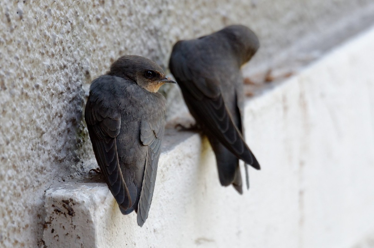 Red-throated Rock Martin