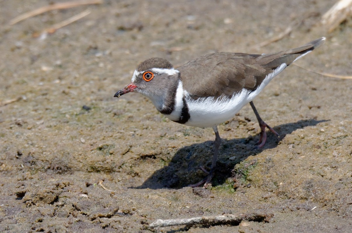 Three-banded Plover, Pluvier à triple collier (Charadrius tricollaris) - Chobe National Park, BOTSWANA