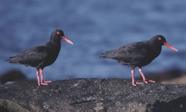 African Black Oystercatcher