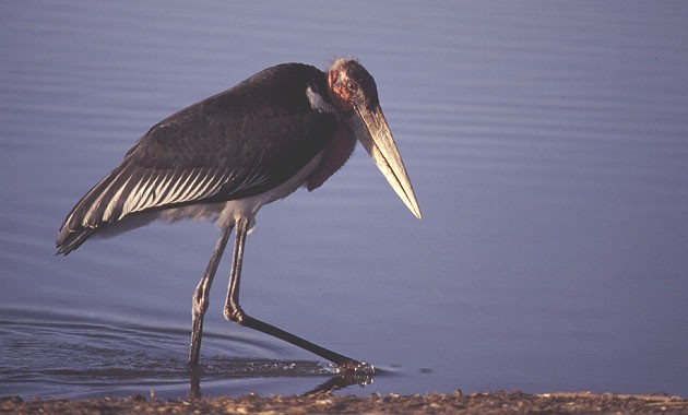 Marabou Stork