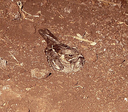Slender-tailed Nightjar