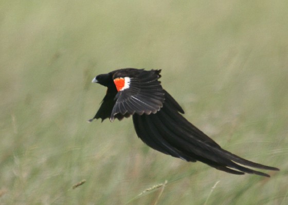 In fleight Long-tailed Widowbird (832)