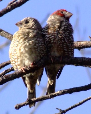 Red-headed finch pair cuddling up