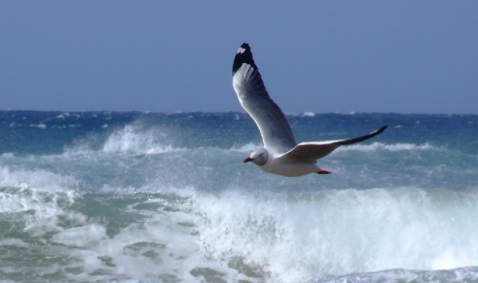 Grey-headed gull fly-by