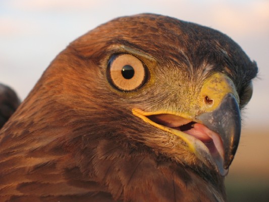 Portrait of Common Buzzard captured for ringing
