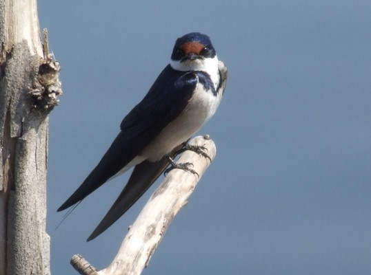 White-throated Swallow perched