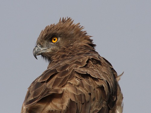 Brown snake eagle - portrait