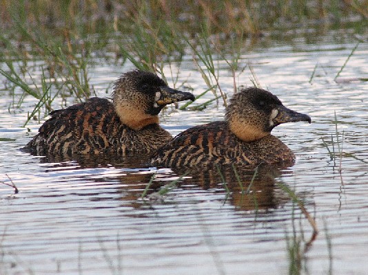 White-backed duck pair