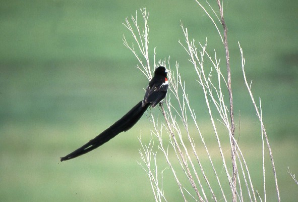 Long-tailed Widowbird on dead vegetation