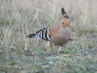 Madagascar Hoopoe