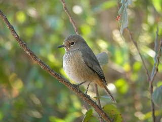 Benson's Rock Thrush