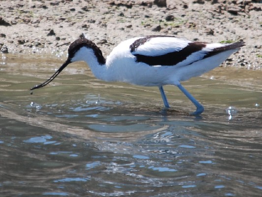 Avocette élégante