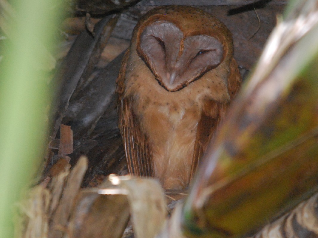 Effraie de Soumagnes