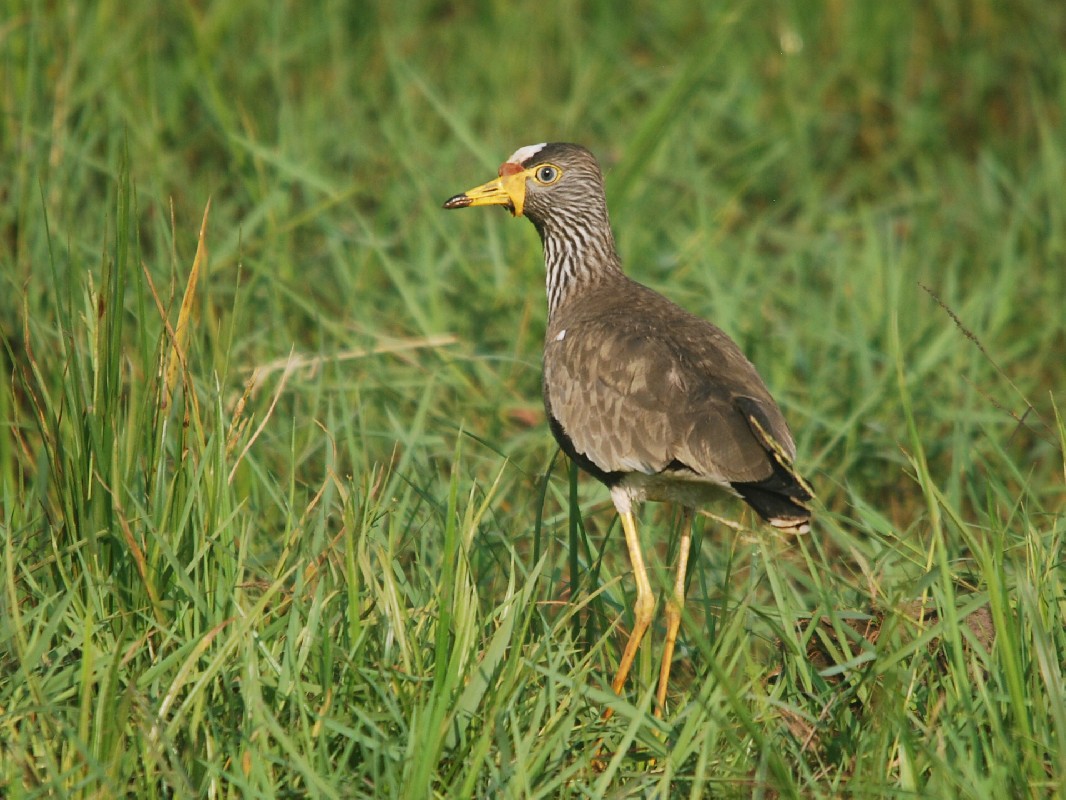 African Wattled Lapwing
