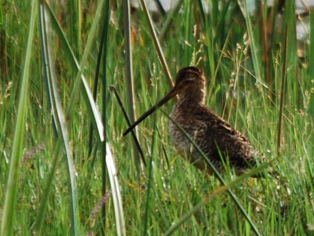 Madagascar Snipe