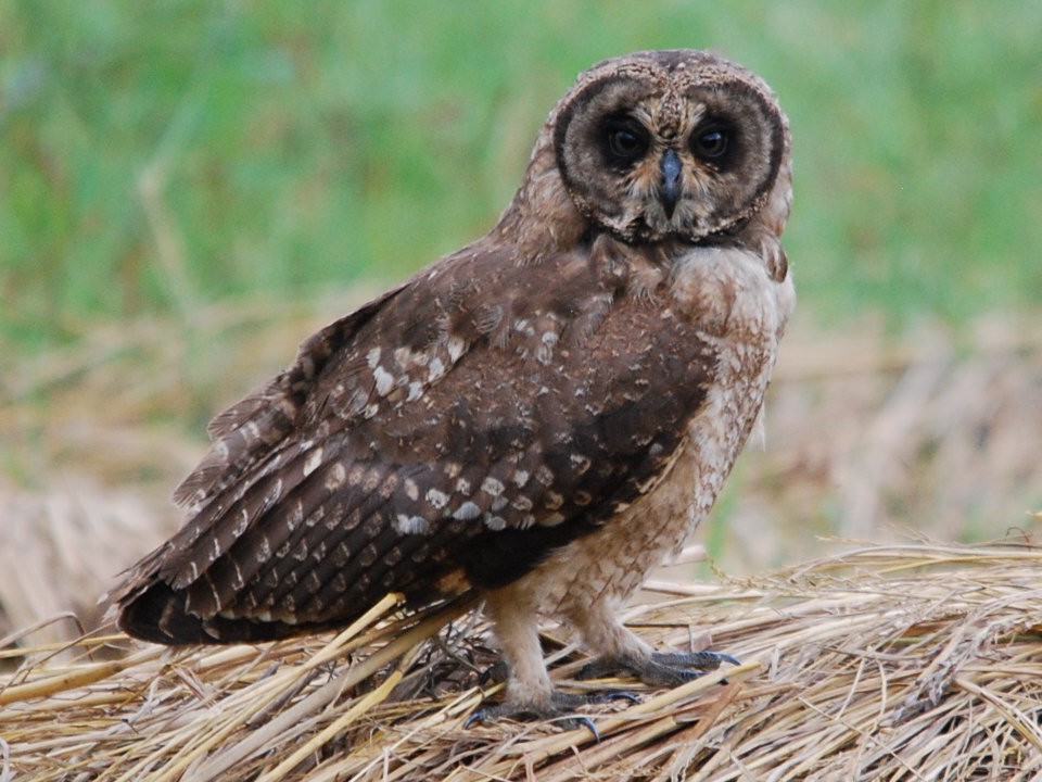 Marsh Owl 
