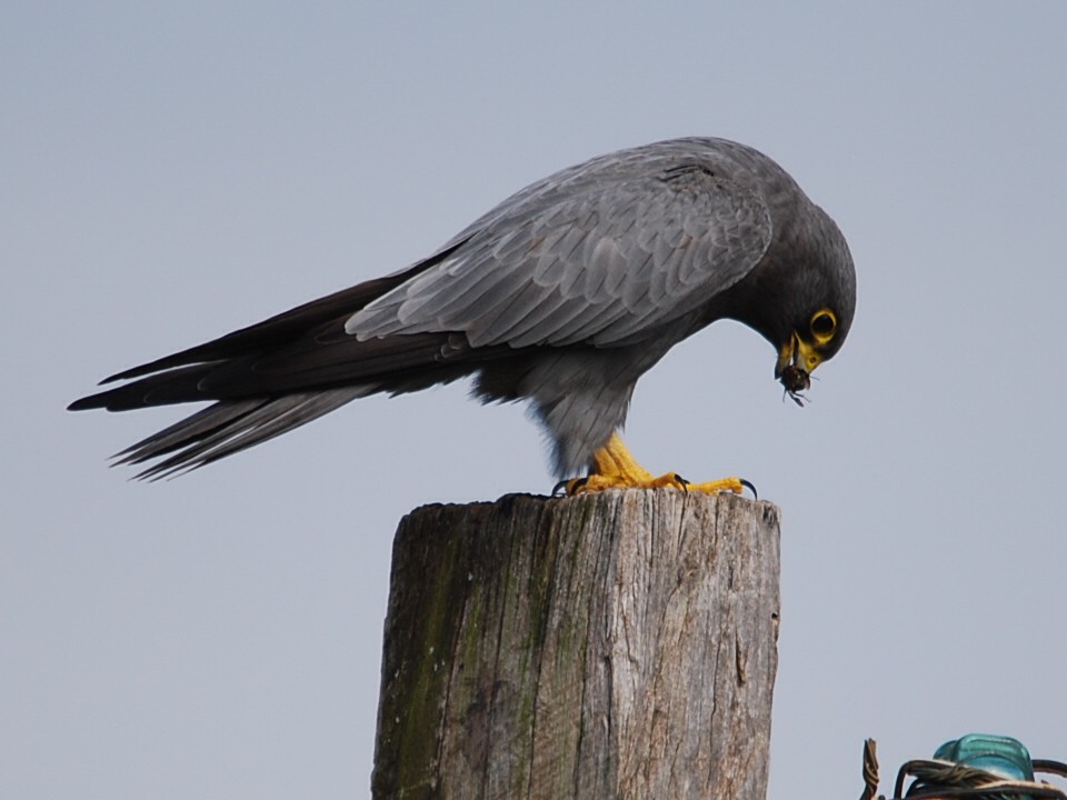 Sooty Falcon eating