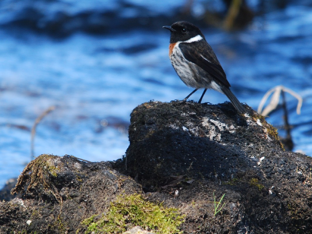 African Stonechat