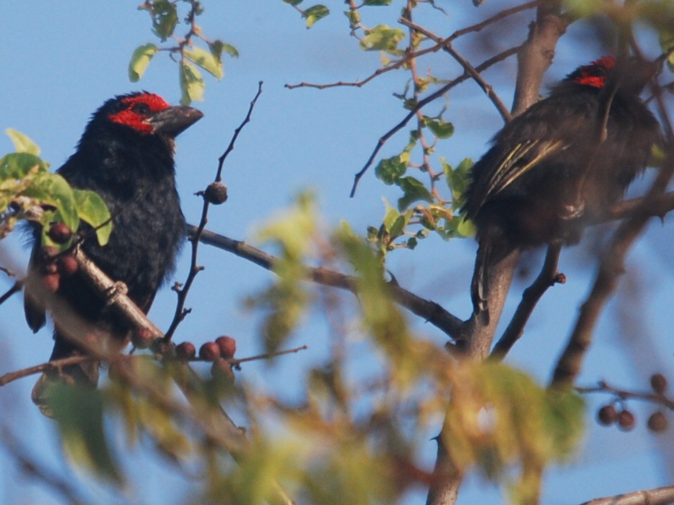 Red-faced Barbets