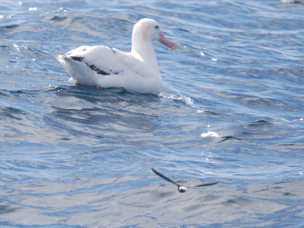 Wandering Albatross