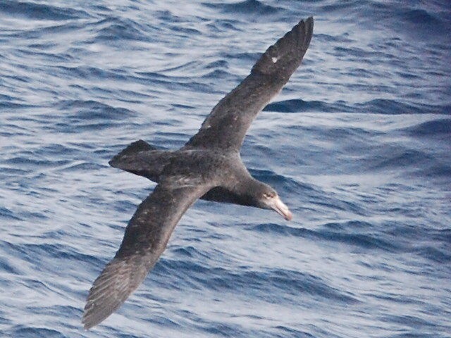 Northern Giant Petrel