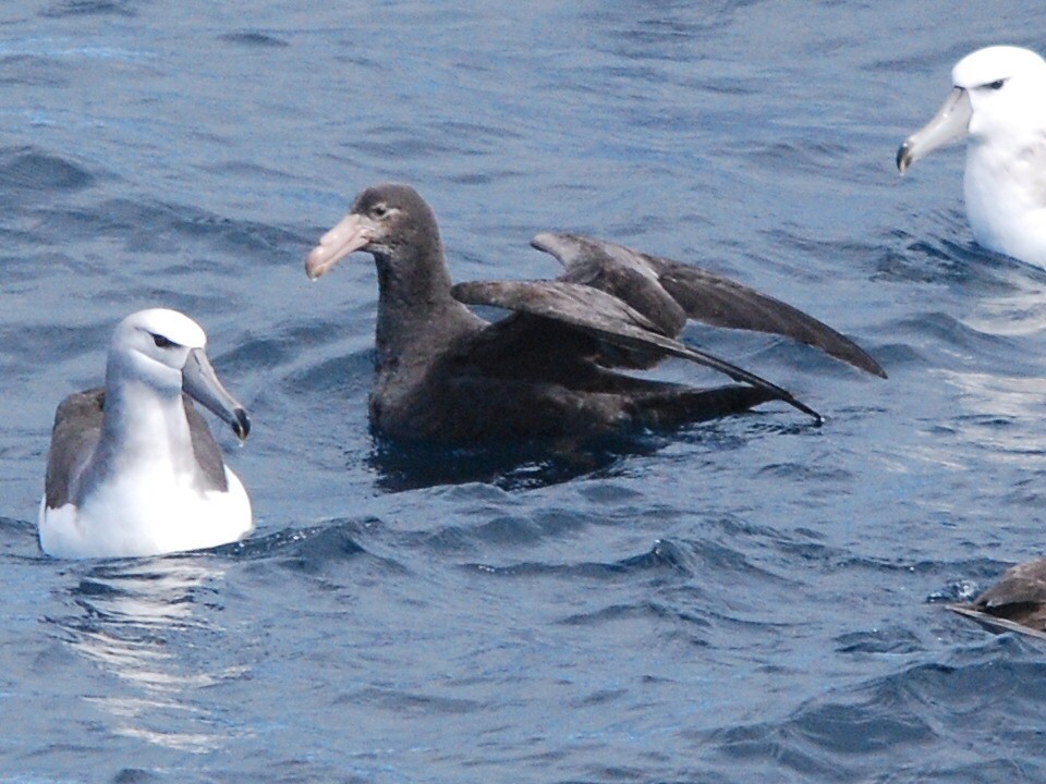 Northern Giant Petrel with Shy Albatrosses