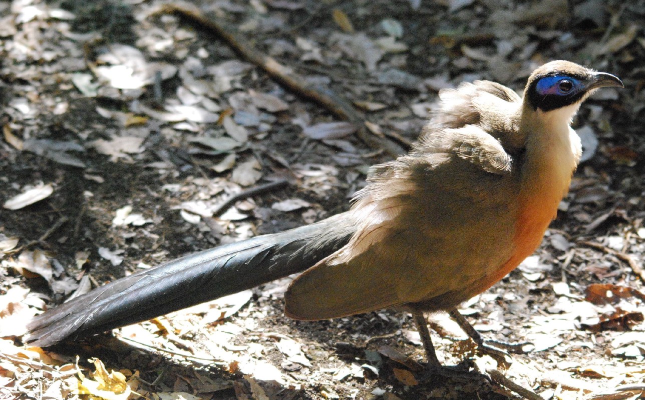 Coua géant