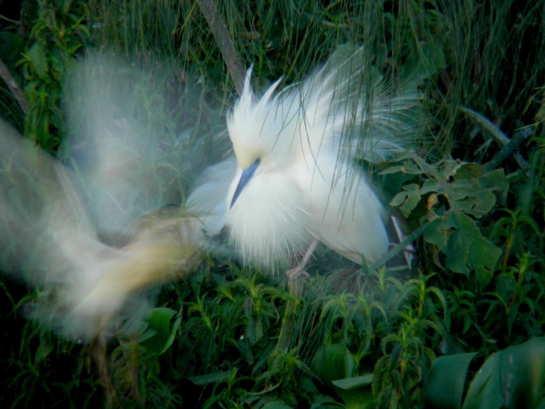 Crabier blanc défendant son nid contre des Crabiers chevelus