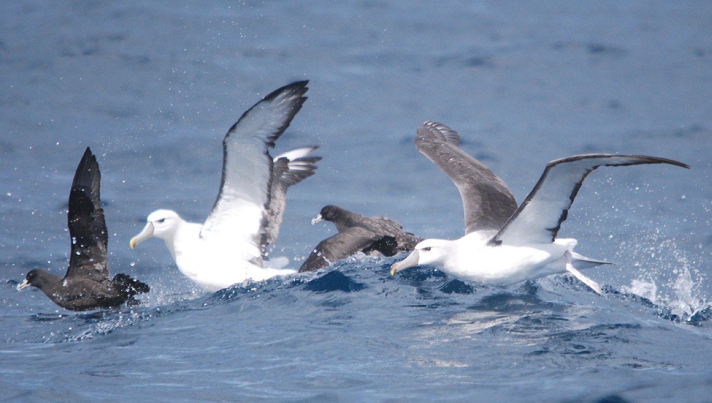 Shy Albatrosses with white-chinned Petrels