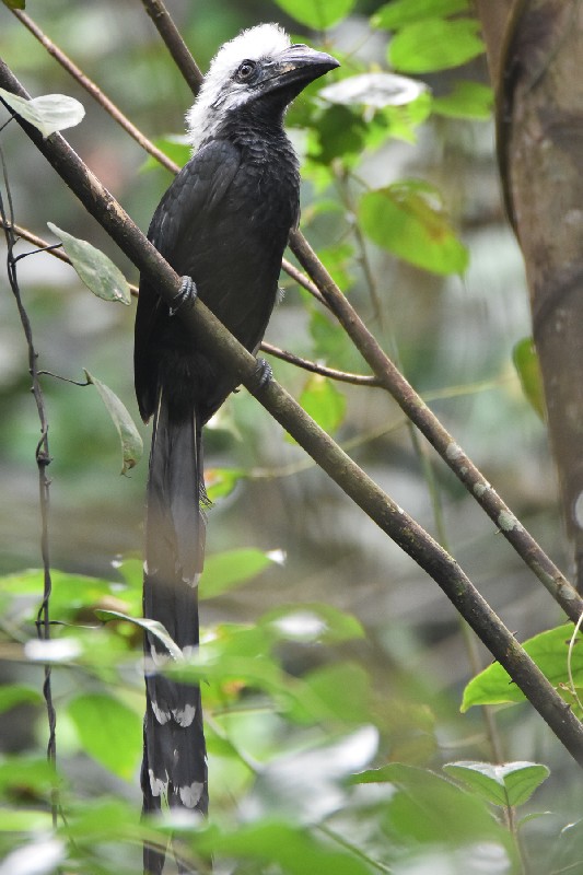 White-crested Hornbill following army ants