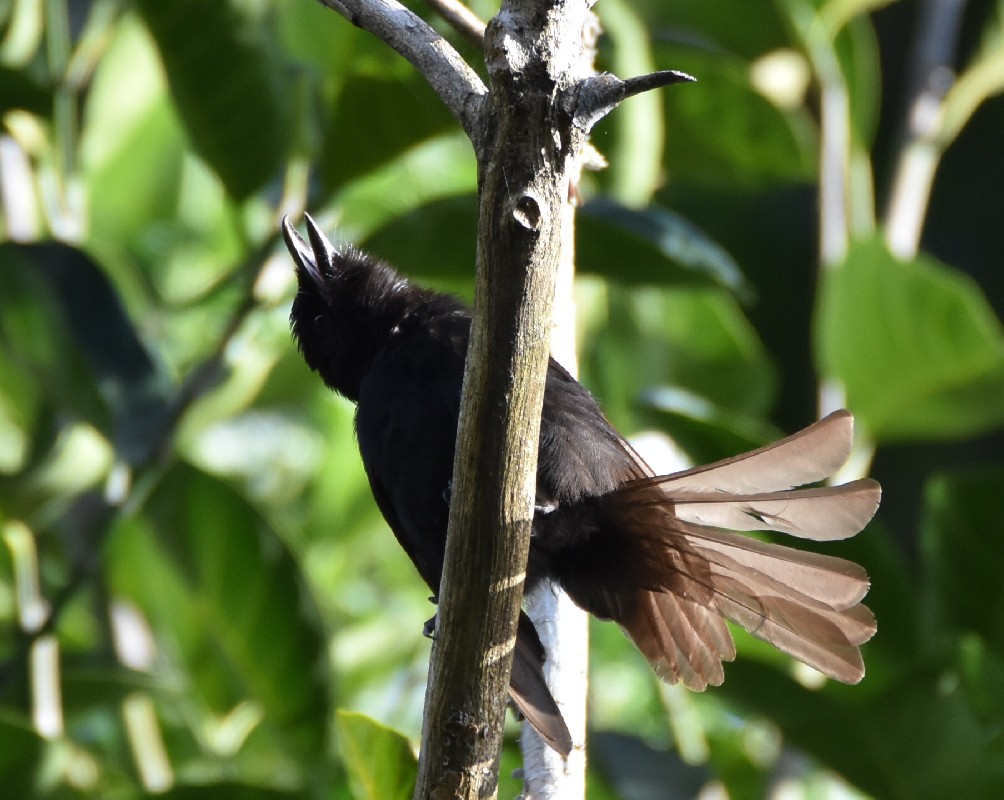 Drongo prenant un bain de soleil