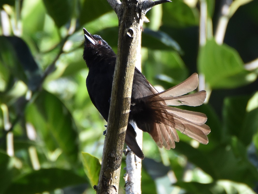 Drongo prenant un bain de soleil