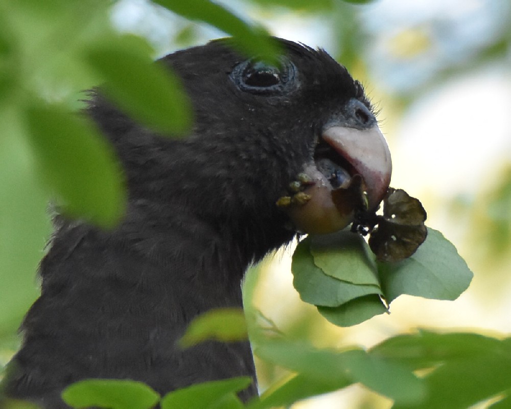 Perroquet noir mangeant des fruits