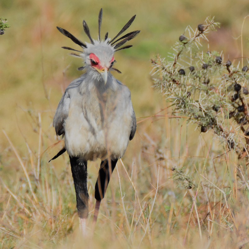 Secretary Bird hunting